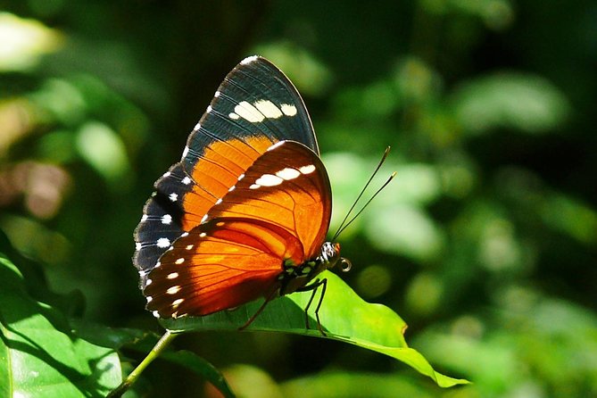 Experience Chimpanzee Trekking in Budongo Forest - Frequently Asked Questions