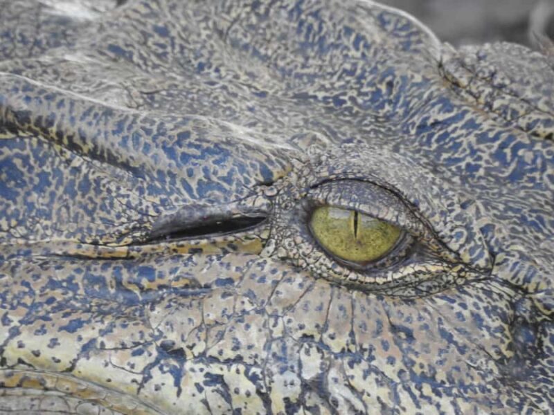 Experience Darwin's Best: Jumping Crocodiles and Litchfield - Return to Darwin