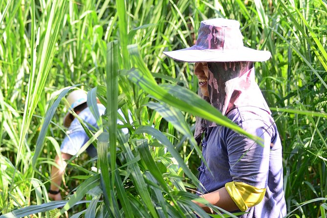Experience Elephant Sanctuary Sticky Waterfall - Traveler Photos