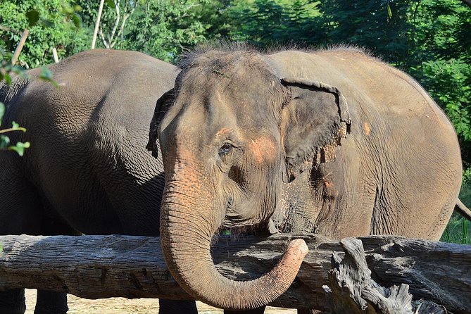 Experience Elephant Sanctuary Sticky Waterfall - The Sum Up