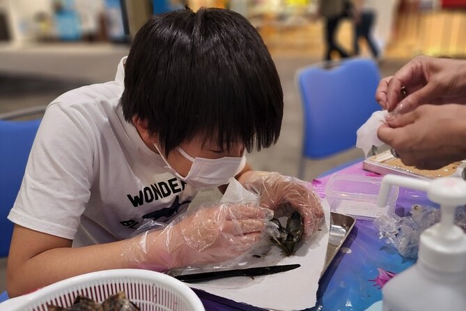 Experience Extracting Pearls From Akoya Oysters - Types of Akoya Oysters