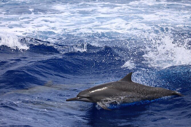 Experience Guam Dolphin Cruise - Good To Know