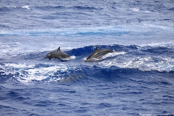 Experience Guam Dolphin Cruise - What to Expect from the Guam Dolphin Cruise