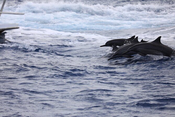 Experience Guam Dolphin Cruise - Is This Tour Worth It?