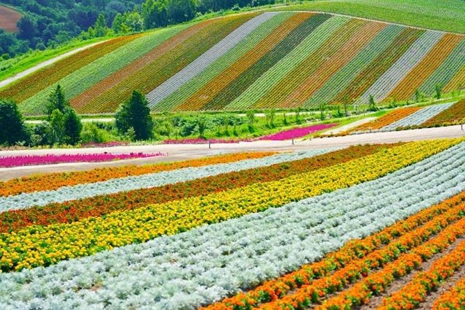 Experience Hokkaidos Summer, Furano, Blue Pond & All-you-can-eat Fresh Melon! - The Sum Up
