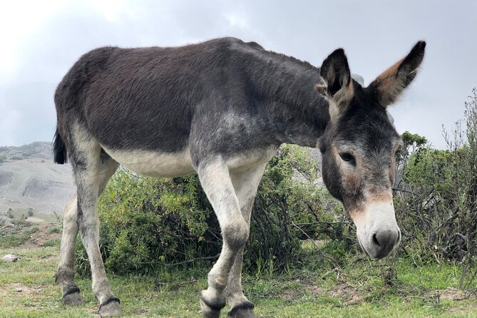 Experience in the Andes of Lima (MARCAHUASI) - Frequently Asked Questions