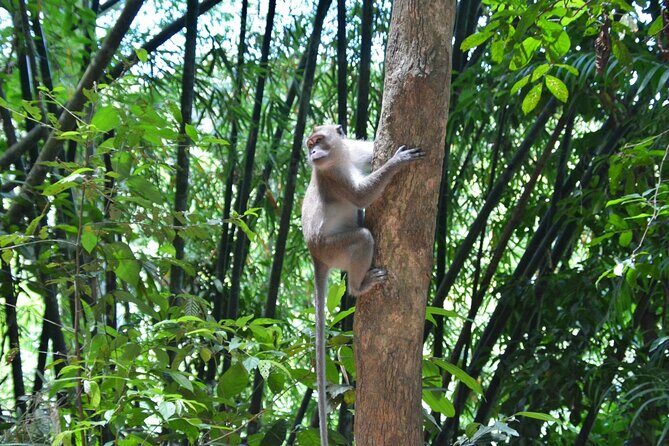 Experience Khao Sok Jungle Escape Half Day Half Night - Why This Tour Is a Great Choice  