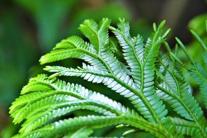 Experience Khao Sok Jungle Escape Half Day Half Night - Final Thoughts: Is This Tour Right for You?  