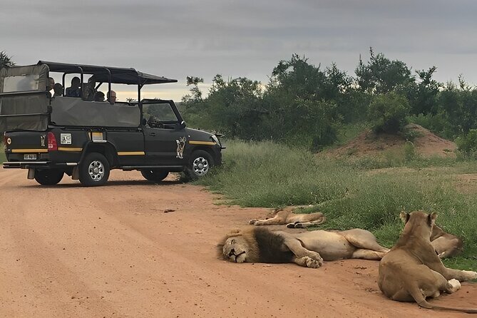 Experience Kruger National Park - Wildlife Encounters