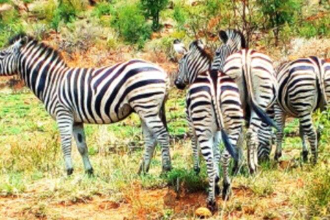 Experience Kruger National Park - Nature Exploration
