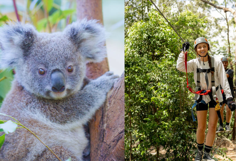 Experience Pass Currumbin Wildlife Sanctuary and Zipline - Key points before you book