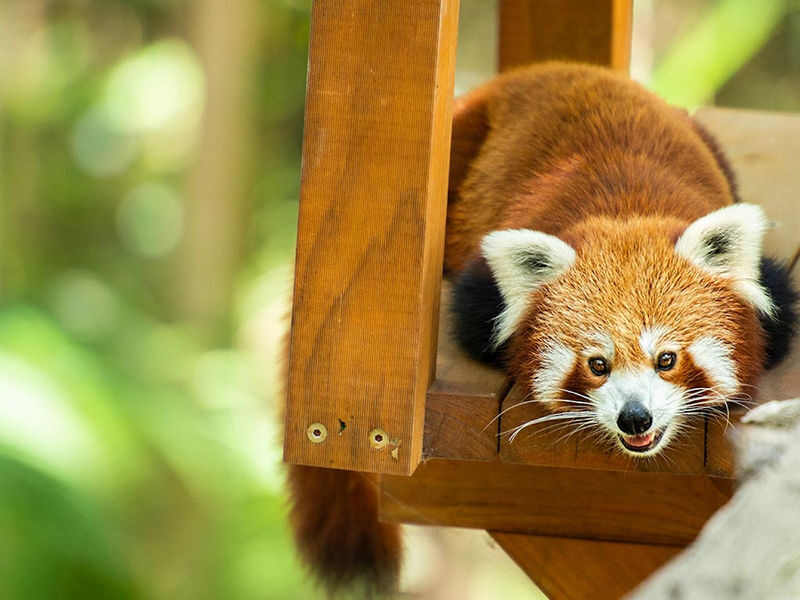 Experience Pass Currumbin Wildlife Sanctuary and Zipline - Should you book Currumbin Wildlife Sanctuary and TreeTop Challenge?