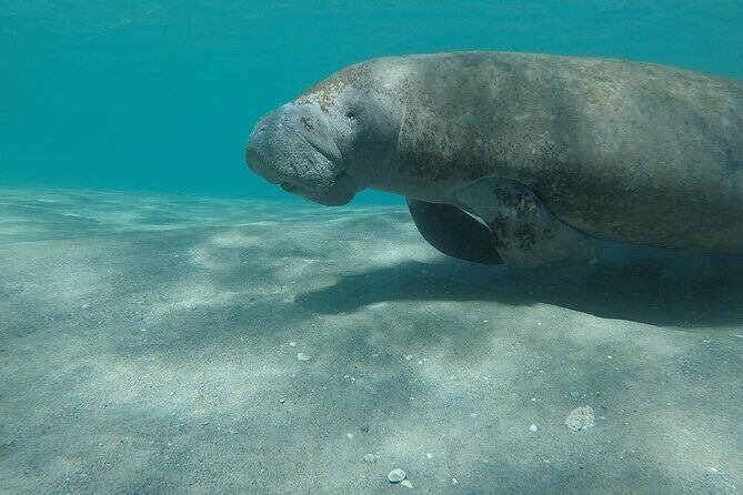 Experience Peanut Island Adventures with Go Pro - Who Is This Experience Best For?
