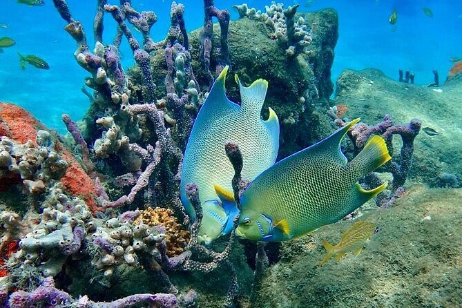 Experience Peanut Island Adventures with Go Pro - The Sum Up: A Worthwhile Getaway for Water and Nature Lovers