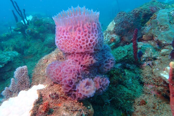 Experience Scuba Diving / NO Certification Needed - Good To Know
