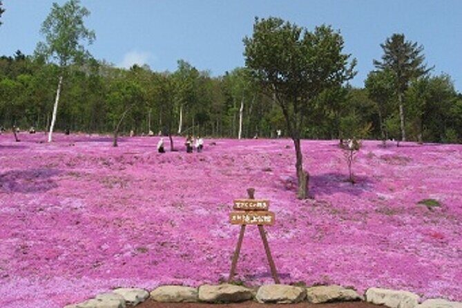 Experience Shibazakura and Kamiyubetsu Tulips in 2 days - Exploring the Itinerary in Detail