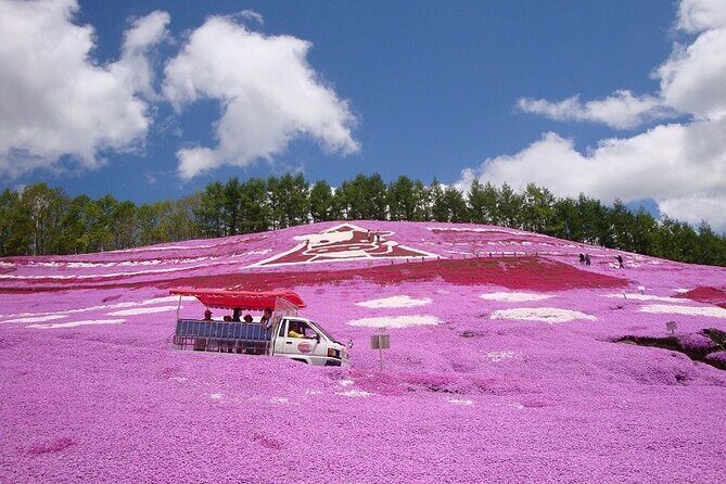 Experience Shibazakura and Kamiyubetsu Tulips in 2 days - A Deeper Look at the 2-Day Flower Tour in Hokkaido