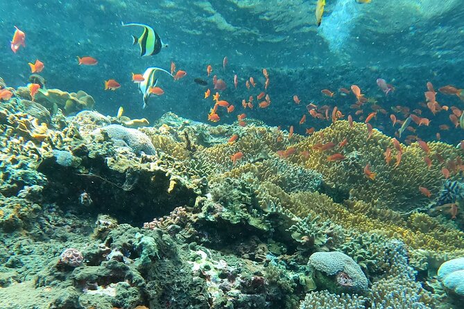 Experience Snorkeling in Sanur - Schedule Details