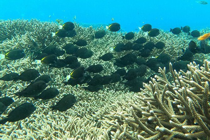 Experience Snorkeling in Sanur - Cancellation Policy