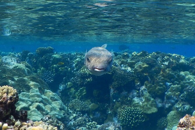 Experience Snorkeling Safari in Marsa Alam - Meeting and Pickup Details