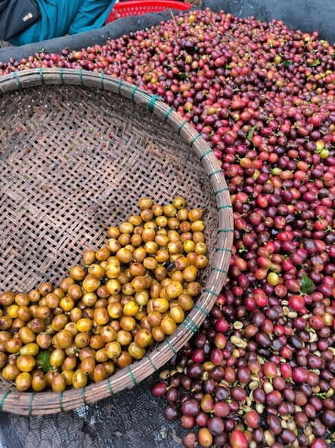 Experience specialty coffee with sustainable coffee farmers - Who Will Love This Tour?