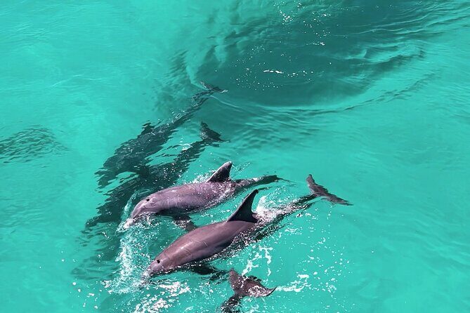Experience Sunset and Dolphin Adventure in Panama - An In-Depth Look at the Sunset and Dolphin Adventure