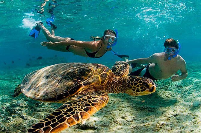 Experience swimming with turtles and explore the ruins of Tulum. Lunch included. - The Logistics: What You Need to Know