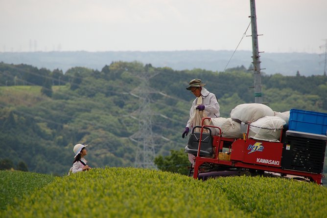 Experience Tea Picking With a Tea Farmer, and Tempura Lunch With Picked Tea Leaves - Tea Picking Experience Details