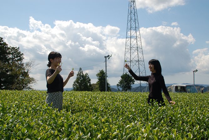 Experience Tea Picking With a Tea Farmer, and Tempura Lunch With Picked Tea Leaves - Inclusions in the Experience