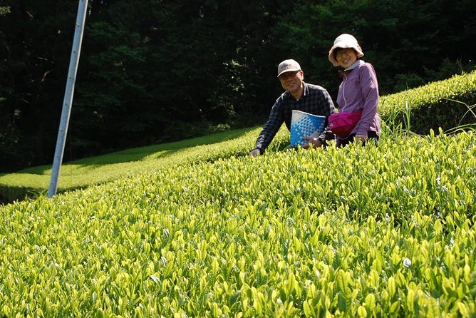 Experience Tea Picking With a Tea Farmer, and Tempura Lunch With Picked Tea Leaves - Additional Details and Booking Information