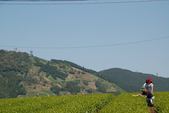 Experience Tea Picking With a Tea Farmer, and Tempura Lunch With Picked Tea Leaves - The Sum Up