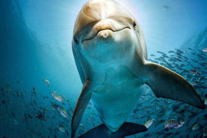 Experience the Dolphin House Royal VIP Sea Trip in Hurghada - Operational Information