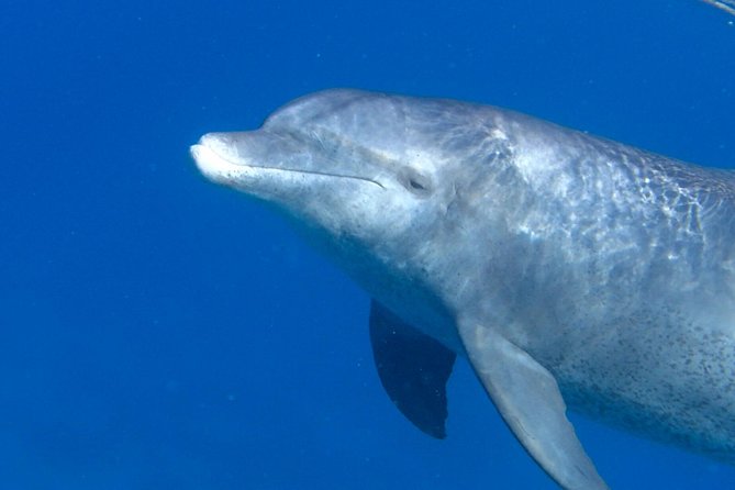 Experience the Dolphin House With Breakfast - Good To Know