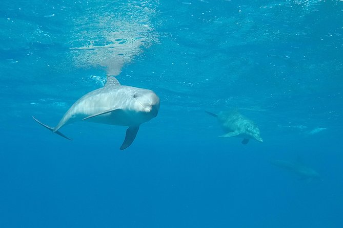 Experience the Dolphin House With Breakfast - Cancellation Policy
