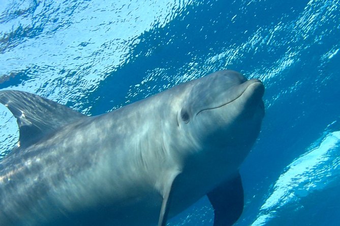 Experience the Dolphin House With Breakfast - Whats Included