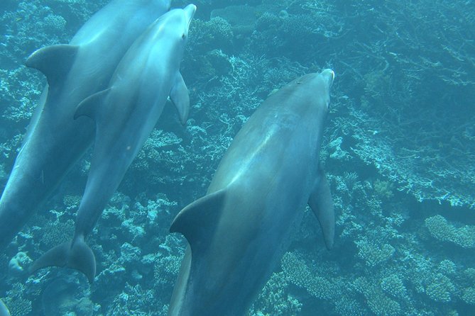 Experience the Dolphin House With Breakfast - Getting There