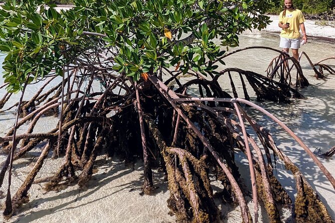 Experience The Eleutheras and Pink Sands Beach - Exploring the Natural Beauty of The Eleutheras