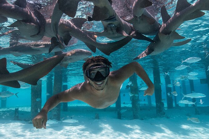 Experience The Exumas and the World Famous Swimming Pigs - Exumas: A Hidden Gem in the Bahamas