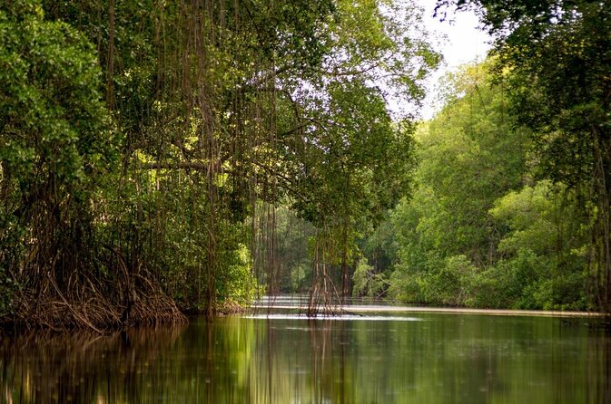 Experience the Indian Culture and the Caroni Swamp - Discovering Port-of-Spains Vibrant Culture