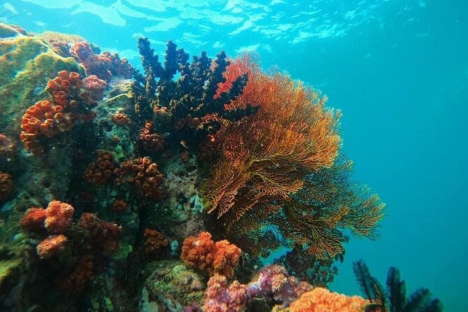 Experience the Koh Lipe Backyard Including 5 Mysterious Islands - Wildlife Encounters in Koh Lipe