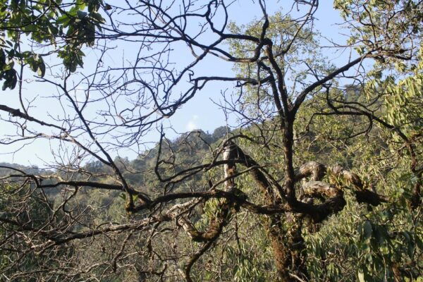 Experience the Magic of Poon Hill: a 4-Day Trek From Pokhara - Break Down