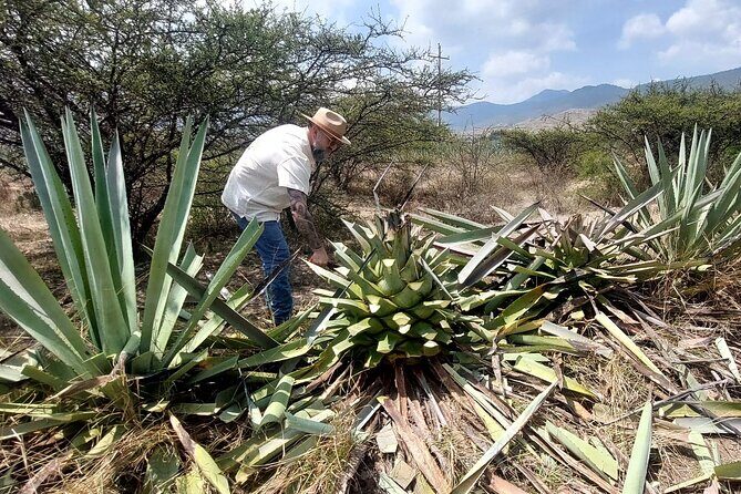 Experience the Mezcal Tour in Oaxaca - Good To Know
