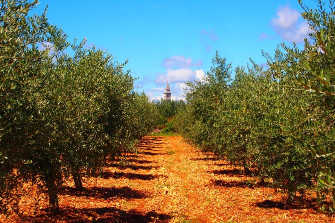 Experience the Organic Olive Oil World - Tour Highlights