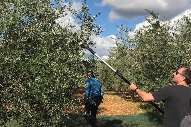 Experience the Organic Olive Oil World - Accessibility Details
