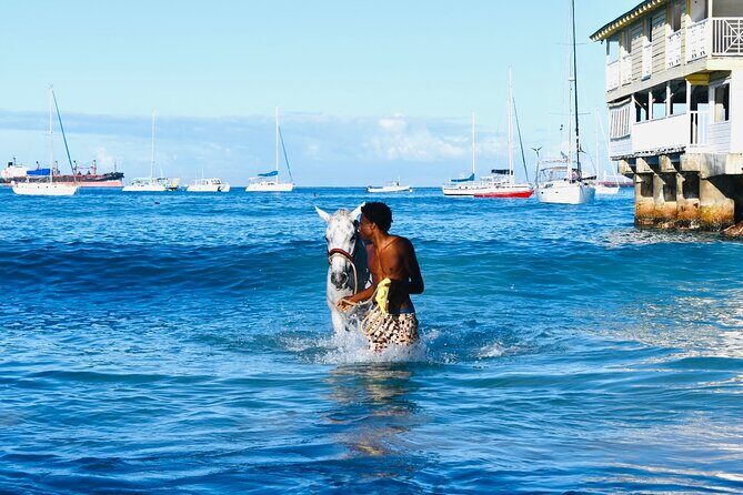 Experience the Swimming Horses at Carlisle Bay & the Garrison - An In-Depth Look at the Tour Experience
