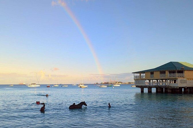 Experience the Swimming Horses at Carlisle Bay & the Garrison - FAQs