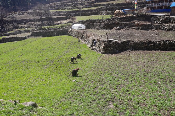 Experience the Thrill of a Lifetime:12-Days Manaslu Circuit Trek - Required Permits and Accommodations