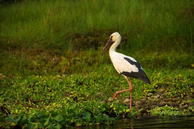 Experience the Thrill of the Wild: Chitwan Jungle Safari( 2N3D) - Inclusions and Exclusions