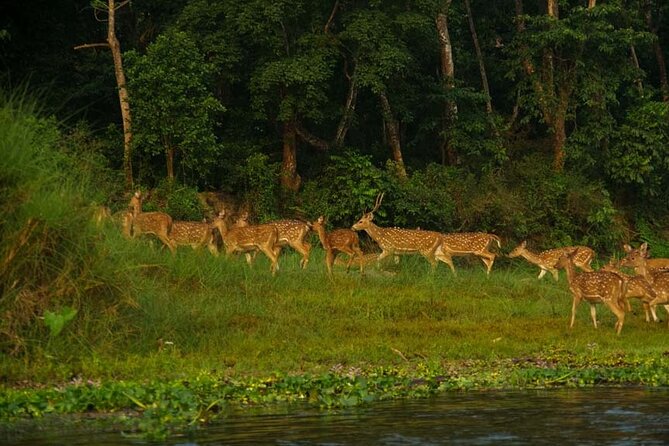 Experience the Thrill of the Wild: Chitwan Jungle Safari( 2N3D) - Common Questions