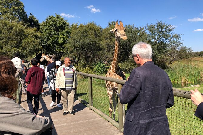 Experience the Thrill: Unforgettable Lion Safari Adventure - The Excitement Begins: Lion Safari Overview